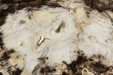 Petrified Wood (Hickory) Slab - Deschutes River, Oregon #190825-1